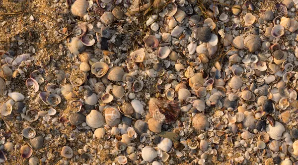 Mermi kovanları. Karadeniz 'in kıyı şeridi kabuklarla kaplıdır..