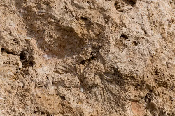 Kızıl Deniz 'in fosil mercanları. Taşa dönüşmüş antik yaratıklar. Resif mercanları.
