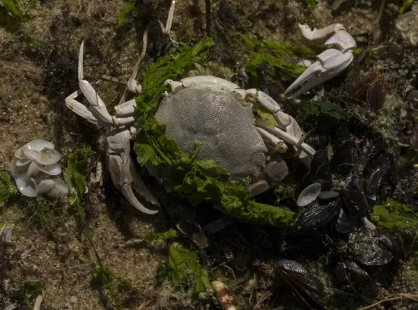 Liocarcinus depurator (Portunus plicatus), bazen liman yengeci ya da kumlu yüzme yengeci olarak da bilinir. Karadeniz 'in faunası. Ölü hayvanlar..