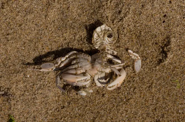 Liocarcinus depurator (Portunus plicatus), bazen liman yengeci ya da kumlu yüzme yengeci olarak da bilinir. Karadeniz 'in faunası. Ölü hayvanlar..