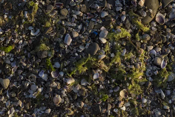 Mermi kovanları. Karadeniz 'in kıyı şeridi kabuklarla kaplıdır..