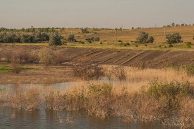 Sonbaharda kuşların davranışları. Bir sığırcık sürüsü gölün kıyısında uçuyor. Bozkırın Flora ve Fauna 'sı.