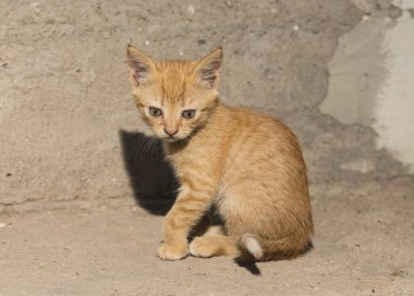 Beton bir duvarın arkasında küçük kırmızı bir kedi yavrusu. Yalnızlık Derneği.