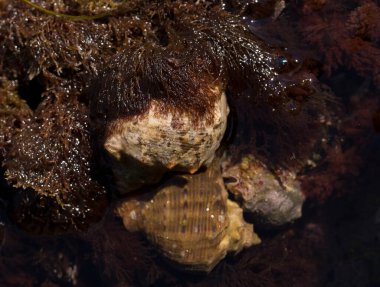 Rapana venosa, yaygın adı damarlı rapa whelk, bir deniz gastropod yumuşakça veya whelk, aile Muricidae, kaya kabukları.