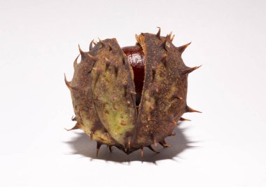 Beyaz arka planda kabuğu olan olgun at kestanesi meyveleri. Aesculus, buckeye.