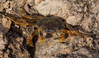 Grapsus albolineatus, Grapsidae familyasından bir kabuklu hayvan türüdür. Yengeç, kayalıklarda. Sina Yarımadası 'nın Hayvanı.