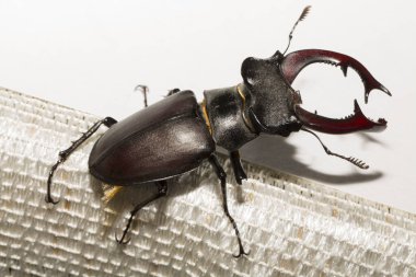 Lucanus cervus, kedigiller (Lucanidae) familyasından bir kuş türü. İmago bir erkek böcek..