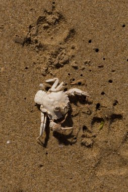 Liocarcinus depurator (Portunus plicatus), bazen liman yengeci ya da kumlu yüzme yengeci olarak da bilinir. Karadeniz 'in faunası. Ölü hayvanlar..