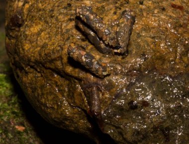 Caddissinekler (Trichoptera siparişi). Pupae. Taşınabilir kaya parçaları taşıyan larva..