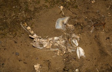 Çevre felaketi. Ölü balık. Gölün kıyı şeridi. Hayvanların ölümü.