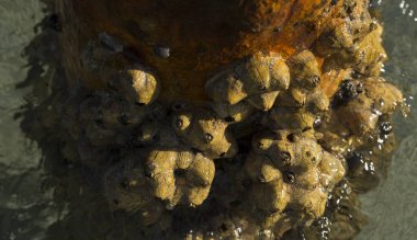 Tetraclita squamosa, bu midye. Balanus (Balanomorpha), Kabukgiller (Balanidae) familyasından bir midye cinsidir..