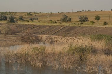 Sonbaharda kuşların davranışları. Bir sığırcık sürüsü gölün kıyısında uçuyor. Bozkırın Flora ve Fauna 'sı.