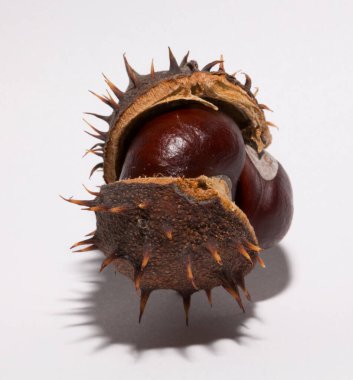 Beyaz arka planda kabuğu olan olgun at kestanesi meyveleri. Aesculus, buckeye.