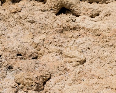 Kızıl Deniz 'in fosil mercanları. Taşa dönüşmüş antik yaratıklar. Resif mercanları.