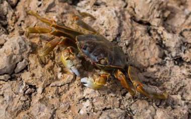 Grapsus albolineatus, Grapsidae familyasından bir kabuklu hayvan türüdür. Yengeç, kayalıklarda. Sina Yarımadası 'nın Hayvanı.