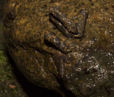 Caddissinekler (Trichoptera siparişi). Pupae. Taşınabilir kaya parçaları taşıyan larva..