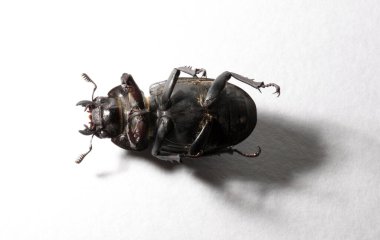 Lucanus cervus, kedigiller (Lucanidae) familyasından bir kuş türü. İmago, dişi bir böcek, beyaz bir arka plan..