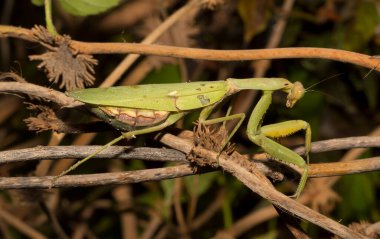 Avrupa peygamber devesi (Mantid dini). Yoğun bitki örtüsü içindeki yeşil bir dişi böcek, yumurtalarını bırakmaya hazırlanıyor..