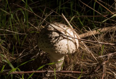 Macrolepiota procera, şemsiye mantarı, şemsiyeye benzeyen büyük ve belirgin meyveli bir mantardır..