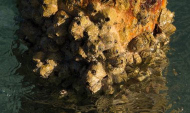 Tetraclita squamosa, bu midye. Balanus (Balanomorpha), Kabukgiller (Balanidae) familyasından bir midye cinsidir..