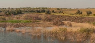 Sonbaharda kuşların davranışları. Bir sığırcık sürüsü gölün kıyısında uçuyor. Bozkırın Flora ve Fauna 'sı.