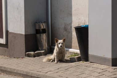 Başıboş beyaz bir köpek çöp kutusunun yanında oturur. İnsan dünyasında bir hayvan..