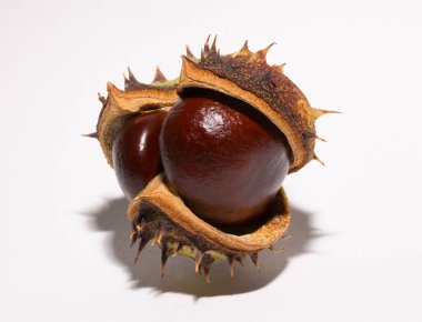 Beyaz arka planda kabuğu olan olgun at kestanesi meyveleri. Aesculus, buckeye.