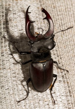 Lucanus cervus, kedigiller (Lucanidae) familyasından bir kuş türü. İmago bir erkek böcek..