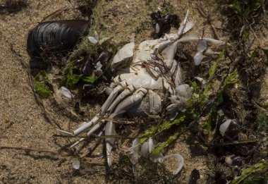 Liocarcinus depurator (Portunus plicatus), bazen liman yengeci ya da kumlu yüzme yengeci olarak da bilinir. Karadeniz 'in faunası. Ölü hayvanlar..