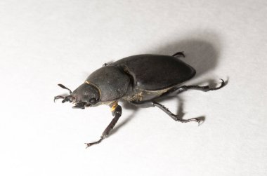 Lucanus cervus, kedigiller (Lucanidae) familyasından bir kuş türü. İmago, dişi bir böcek, beyaz bir arka plan..
