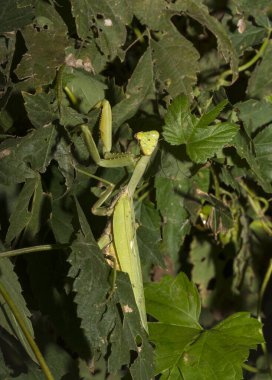 Avrupa peygamber devesi (Mantid dini). Yoğun bitki örtüsü içindeki yeşil bir dişi böcek, yumurtalarını bırakmaya hazırlanıyor..