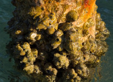 Tetraclita squamosa, bu midye. Balanus (Balanomorpha), Kabukgiller (Balanidae) familyasından bir midye cinsidir..