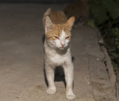 Küçük kırmızı bir kedi yavrusu bitkilerin yakınında bir patika boyunca yürüyor. Tarif edilemez yalnızlık ortaklığı..