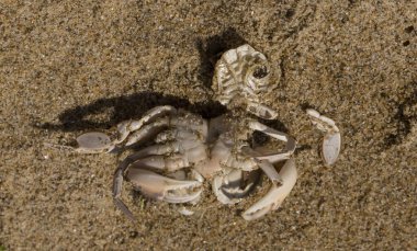 Liocarcinus depurator (Portunus plicatus), bazen liman yengeci ya da kumlu yüzme yengeci olarak da bilinir. Karadeniz 'in faunası. Ölü hayvanlar..