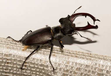 Lucanus cervus, kedigiller (Lucanidae) familyasından bir kuş türü. İmago bir erkek böcek..