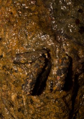 Caddissinekler (Trichoptera siparişi). Pupae. Taşınabilir kaya parçaları taşıyan larva..
