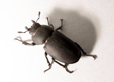 Lucanus cervus, kedigiller (Lucanidae) familyasından bir kuş türü. İmago, dişi bir böcek, beyaz bir arka plan..