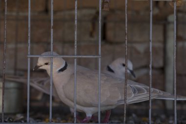 Afrika yakalı güvercini (Streptopelia gül ağacı). Esaret altında tutmak. Evcil hayvan.