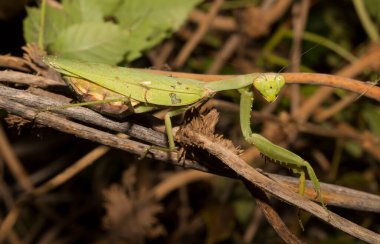 Avrupa peygamber devesi (Mantid dini). Yoğun bitki örtüsü içindeki yeşil bir dişi böcek, yumurtalarını bırakmaya hazırlanıyor..