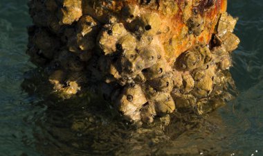 Tetraclita squamosa, bu midye. Balanus (Balanomorpha), Kabukgiller (Balanidae) familyasından bir midye cinsidir..