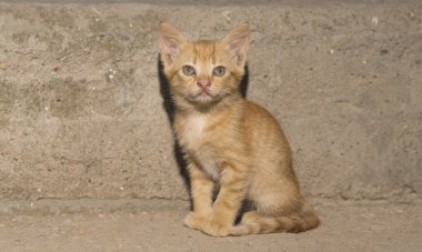 Beton bir duvarın arkasında küçük kırmızı bir kedi yavrusu. Yalnızlık Derneği.