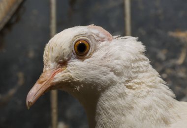 Afrika yakalı güvercini (Streptopelia gül ağacı). Esaret altında tutmak. Evcil hayvan.