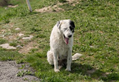 Başıboş, beyaz bir dişi köpek, yemek için yalvarıyor. Vahşi bir hayvan..