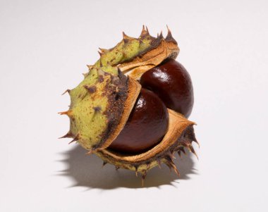 Beyaz arka planda kabuğu olan olgun at kestanesi meyveleri. Aesculus, buckeye.