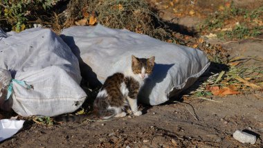 Vahşi hayvanlar. Kedi çöpün içinde. Hayvan besin atıklarıyla beslenir..