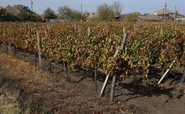 Mavi gökyüzüne karşı sarmaşık. Sonbaharda kırmızı yapraklı üzüm bağları. Şarap yapımı. Çiğ kaplı bir yaprağın makro fotoğrafçılığı. Seçici odak.