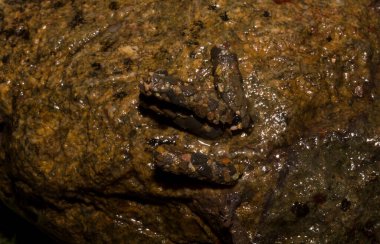 Caddissinekler (Trichoptera siparişi). Pupae. Taşınabilir kaya parçaları taşıyan larva..