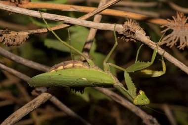 Avrupa peygamber devesi (Mantid dini). Yoğun bitki örtüsü içindeki yeşil bir dişi böcek, yumurtalarını bırakmaya hazırlanıyor..