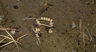 Çevre felaketi. Ölü balık. Gölün kıyı şeridi. Hayvanların ölümü.