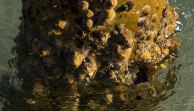 Tetraclita squamosa, bu midye. Balanus (Balanomorpha), Kabukgiller (Balanidae) familyasından bir midye cinsidir..